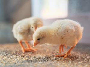 有限会社藤橋家ひよこファーム (藤橋家グループ) ヒヨコの飼育スタッフ／未経験歓迎／コツコツ作業／社員割引あり