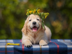 ペットメディカルサポート株式会社 未経験歓迎の内勤事務／年休120日／残業月10h／服装自由