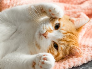 ＳｏｃｉｏＦｕｔｕｒｅ株式会社 運営サポート／未経験歓迎／完休2日／年休実質129日／残業少