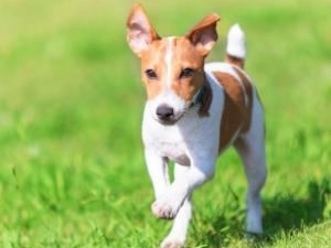 株式会社アスコ (サーラグループ) 動物用医薬品の企画営業