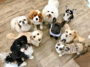 株式会社プレイボゥ ゼロから学ぶドッグトレーナー／月9日休＆年休114日