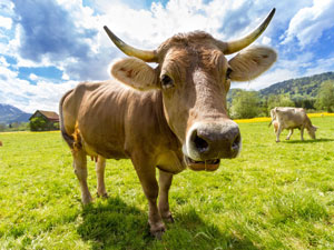 株式会社ワイピーテック (三洋貿易グループ) 飼料専門商社の営業職／年休125日／完全週休2日制／残業少