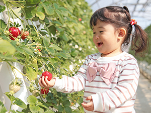 株式会社マザー牧場 農園・味覚狩りのイベント企画・販売促進・PRスタッフ