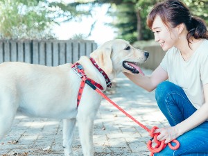 学校法人２１世紀アカデメイア ドッグトレーナー常勤教員／月給25万円以上／年間休日121日