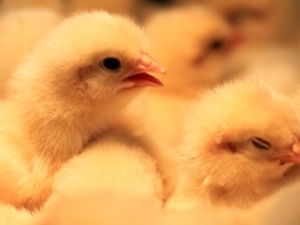 株式会社大阪TYS ひよこ用暖房器具製造スタッフ