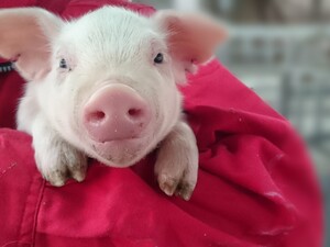 有限会社森のポーク 養豚場の飼育管理／完全週休2日／残業ほぼ0／賞与年2回