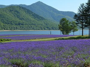 南富良野町 地域おこし協力隊／南富良野町／賞与4.65か月分／家賃補助有