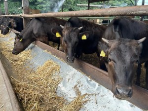 株式会社神戸牛牧場 都会でブランド牛を育てる牧場スタッフ／未経験歓迎／賞与年2回