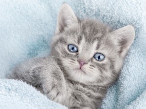 ＳｏｃｉｏＦｕｔｕｒｅ株式会社 運営サポート／未経験OK／年休実質128日／服装自由／残業少