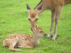 株式会社日本ビジネスデータープロセシングセンター 窓口事務（御所市役所）／経験不問／実質年休130日／土日祝休